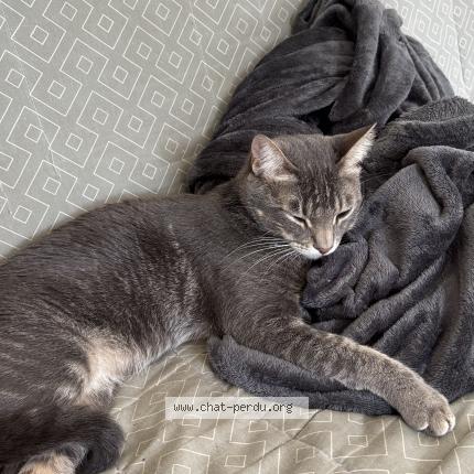 Foto 1/1 Kara Chat perdido en Lancon provence