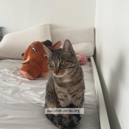 Foto 1/1 sujud Chat perdido en Maxeville