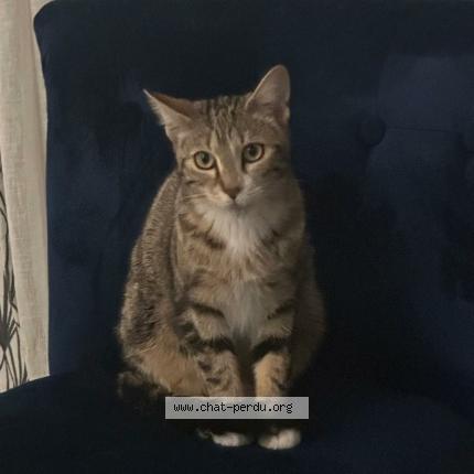 Foto 1/1 Lisa Chat perdido en Bron