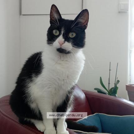 Foto 1/1 Taya Chat perdido en Chateaubernard