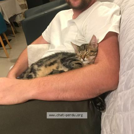 Foto 1/1 Vulcain Chat perdido en Crisenoy