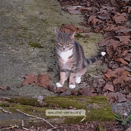 Foto 1/1 Gato encontrado Encontrado en Steenvoorde