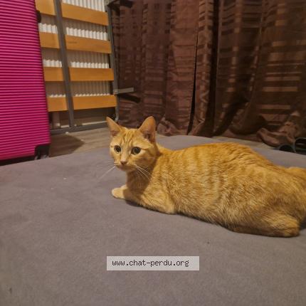 Foto 1/1 Kitty Chat perdido en Monterau fault yonne