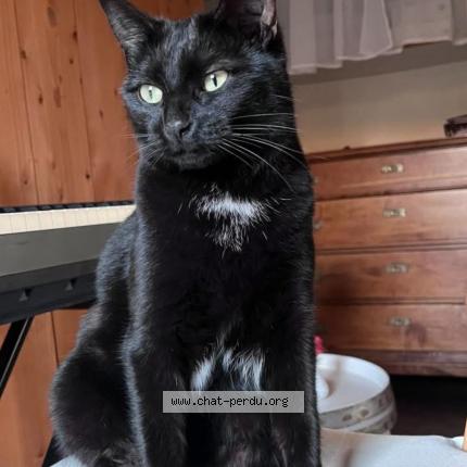 Foto 1/1 Jazz Chat perdido en Camaret sur aigues