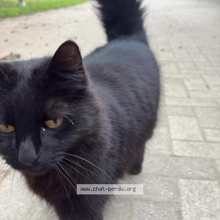 Foto 1/1 Bianca Chat perdido en Erstein