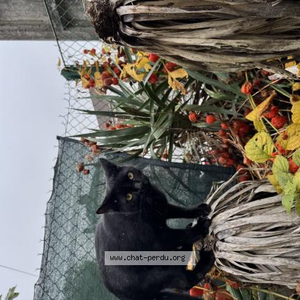 Foto 1/1 Peter Chat perdido en Montereau fault yonne