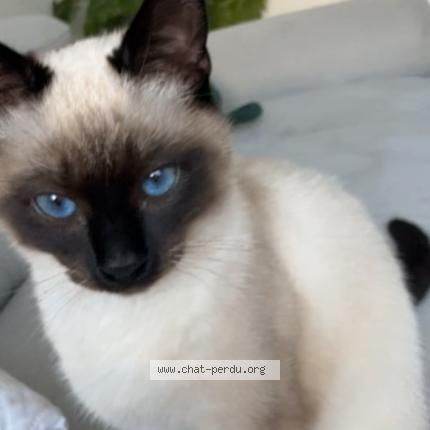 Foto 1/1 Olympe Chat perdido en Saint etienne