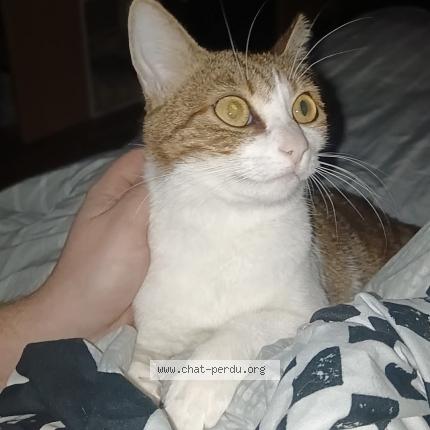 Foto 1/1 Mitchi Chat perdido en Amiens