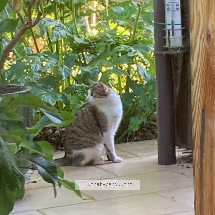 Foto 1/1 Olympe Chat perdido en Cestas