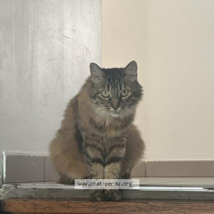 Foto 1/1 Kitty Chat perdido en La ricamarie