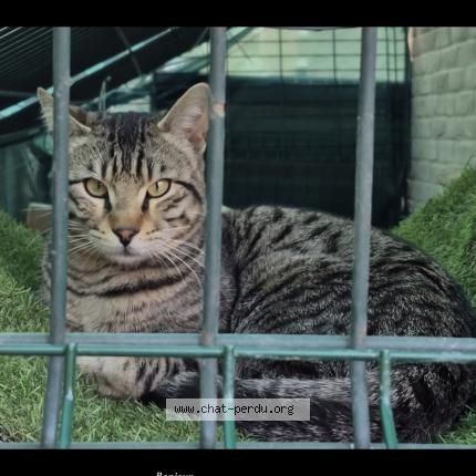 Foto 1/1 Yuki Chat perdido en Tourcoing