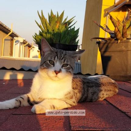 Foto 1/1 Terence Chat perdido en Quilicura