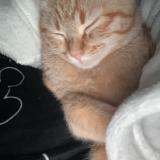 Foto del gato perdido en St Julien En Genevois