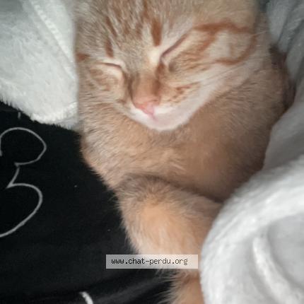 Foto 1/1 Suna Chat perdido en St julien en genevois