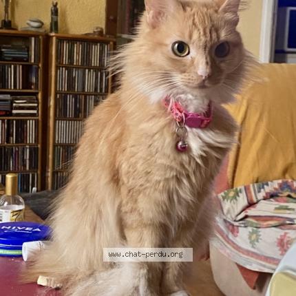 Foto 1/1 Pepette Chat perdido en Perpignan