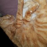 Foto del gato perdido en Raynans