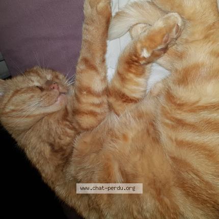 Foto 1/1 Laurent Rigoulot Chat perdido en Raynans