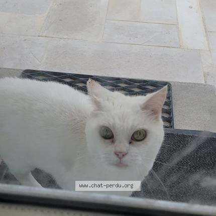 Foto 1/1 Caline Chat perdido en Garchizy