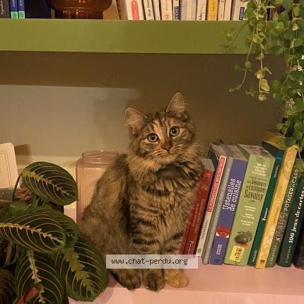 Foto 1/1 Bou Chat perdido en Le bignon