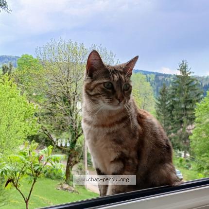 Foto 1/1 Gala Chat perdido en Cogna