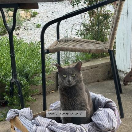 Foto 1/1 Gato encontrado Perdido en Carcassonne