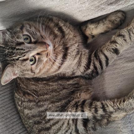 Foto 1/1 Galilée Chat perdido en Fuveau