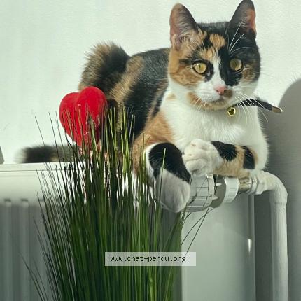 Foto 1/1 Maya Chat perdido en Marolles sur seine