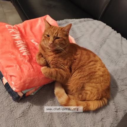 Foto 1/1 Nala Chat perdido en Savigneux