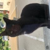 Foto de gato encontrado en Usseau