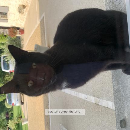 Foto 1/1 Gato encontrado Encontrado en Usseau