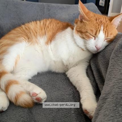 Foto 1/1 Titeuf Chat perdido en Camps sur l isle