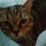 Foto del gato perdido en Vallauris