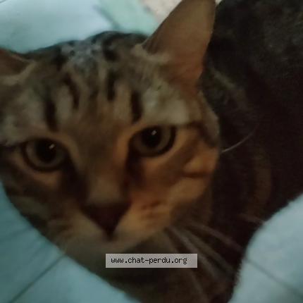 Foto 1/1 Beubeule Chat perdido en Vallauris