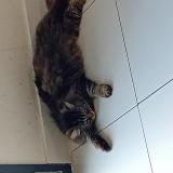 Foto del gato perdido en Longuyon