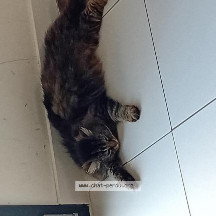 Foto 1/1 Christelle Diallo Chat perdido en Longuyon