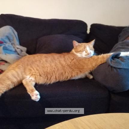 Foto 1/1 Sam Chat perdido en Vern sur seiche