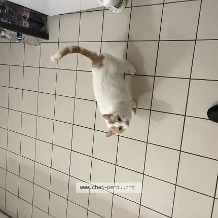 Foto 1/1 Titi Chat perdido en Seigy france