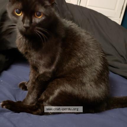 Foto 1/1 Noiro Chat perdido en Saint etienne de fontbellon 07