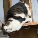 Foto del gato perdido en Drap