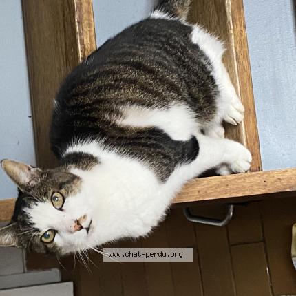 Foto 1/1 Le zo Chat perdido en Drap