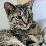 Foto del gato perdido en La Tremblade