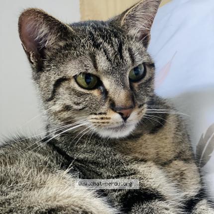 Foto 1/1 Gato encontrado Perdido en La tremblade