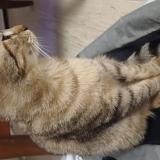 Foto del gato perdido en La Demie