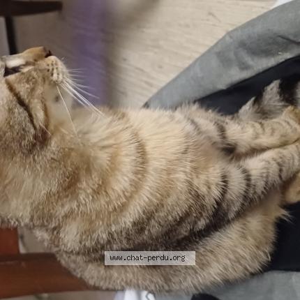 Foto 1/1 Venus Chat perdido en La demie