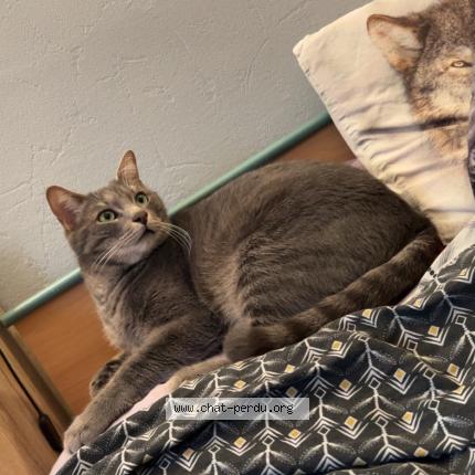 Foto 1/1 BOO Chat perdido en Gond pontouvre