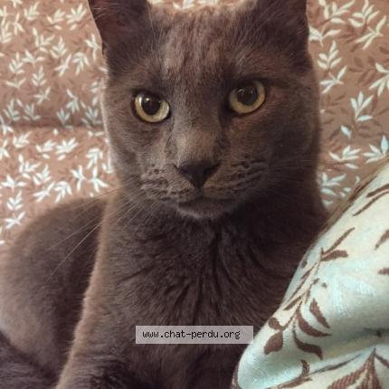 Foto 1/1 Tovka Chat perdido en Marseille