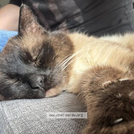 Foto 1/1 Pacha Chat perdido en Wambrechies