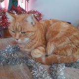 Foto del gato perdido en Servon Sur Vilaine