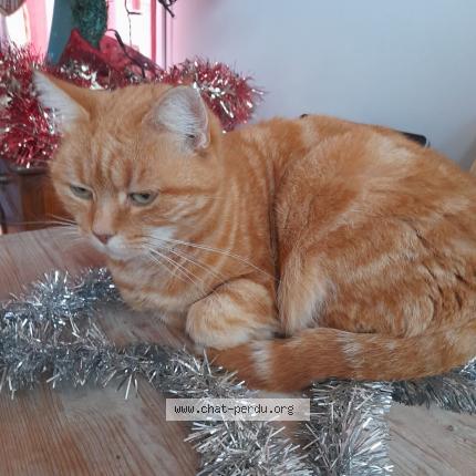 Foto 1/1 SYLVIE DESHAYES Chat perdido en Servon sur vilaine