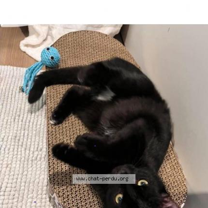 Foto 1/1 Flocon Chat perdido en Sottevast